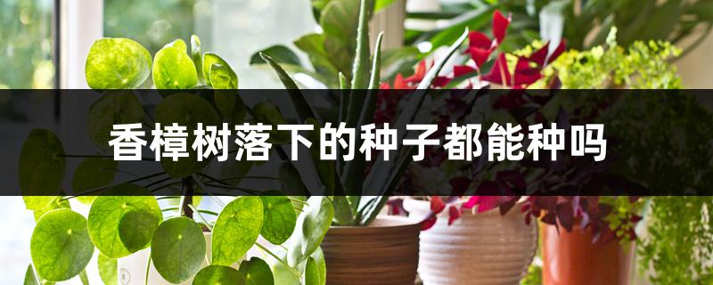 香樟树落下的种子都能种吗,种子种植方法 香樟树落下的种子都能种吗,种子种植方法