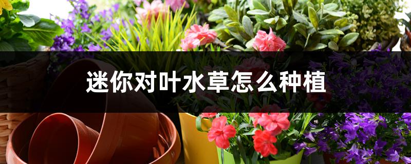 迷你对叶水草怎么种植,好种的水草推荐 迷你对叶水草怎么种植,好种的水草推荐