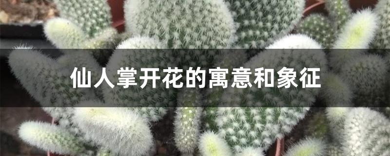 仙人掌开花的寓意和象征,日常养护方法 仙人掌开花的寓意和象征,日常养护方法