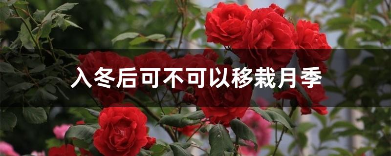 入冬后可不可以移栽月季,移栽的方法 入冬后可不可以移栽月季,移栽的方法