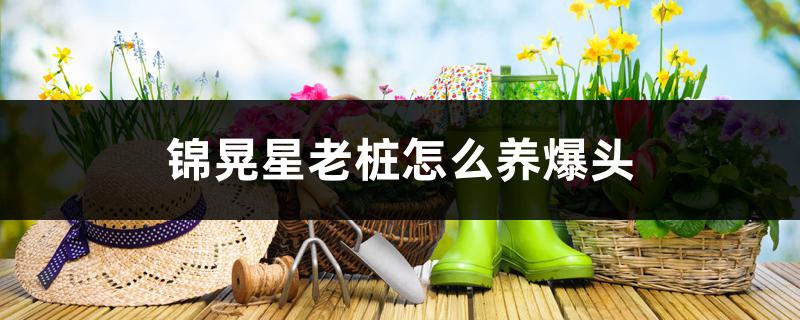锦晃星老桩怎么养爆头,老桩好养成吗 锦晃星老桩怎么养爆头,老桩好养成吗