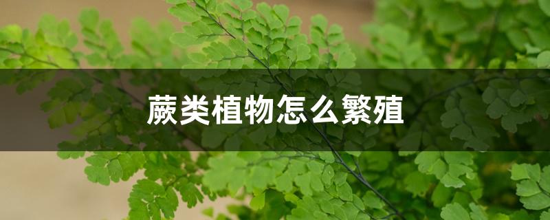 蕨类植物怎么繁殖,常见的蕨类植物 蕨类植物怎么繁殖,常见的蕨类植物