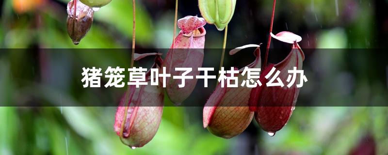 猪笼草叶子干枯怎么办,怎么浇水 猪笼草叶子干枯怎么办,怎么浇水