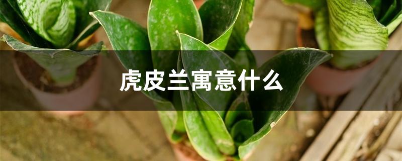 虎皮兰寓意什么，日常怎么养护