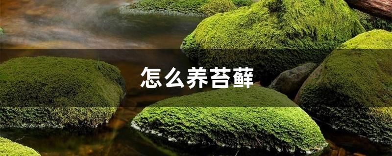 怎么养苔藓,好养活吗 怎么养苔藓,好养活吗