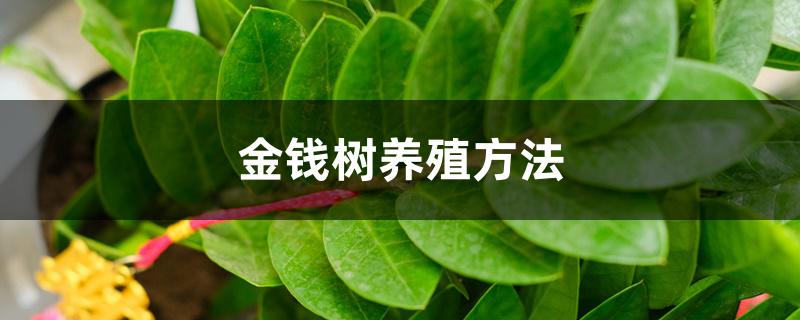金钱树养殖方法,怎么养才茂盛 金钱树养殖方法,怎么养才茂盛