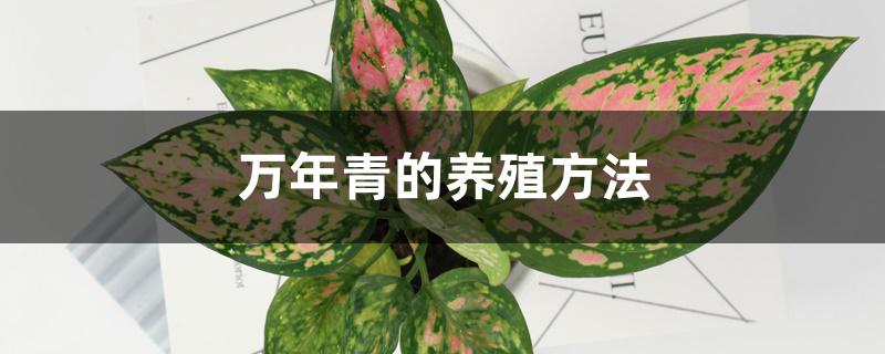 万年青的养殖方法，养殖需注意什么