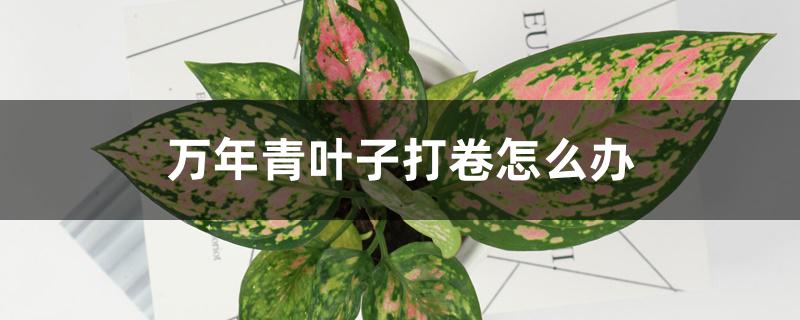 万年青叶子打卷怎么办,是怎么回事 万年青叶子打卷怎么办,是怎么回事