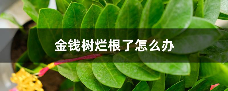 金钱树烂根了怎么办,烂根不换土行吗 金钱树烂根了怎么办,烂根不换土行吗
