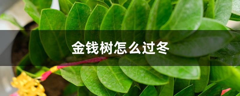 金钱树怎么过冬,怕冻吗 金钱树怎么过冬,怕冻吗