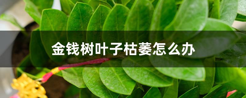 金钱树叶子枯萎怎么办,怎么回事 金钱树叶子枯萎怎么办,怎么回事