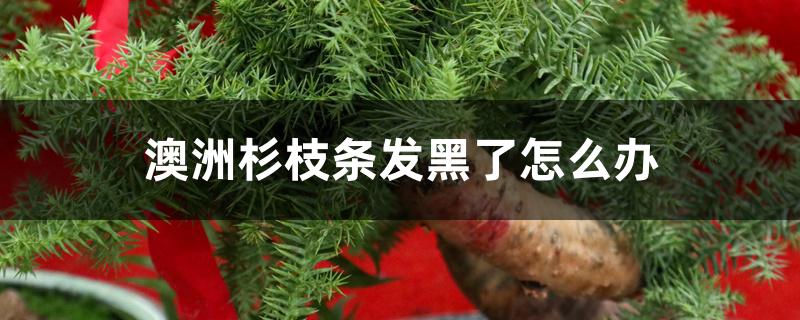 澳洲杉枝条发黑了怎么办,是怎么回事 澳洲杉枝条发黑了怎么办,是怎么回事