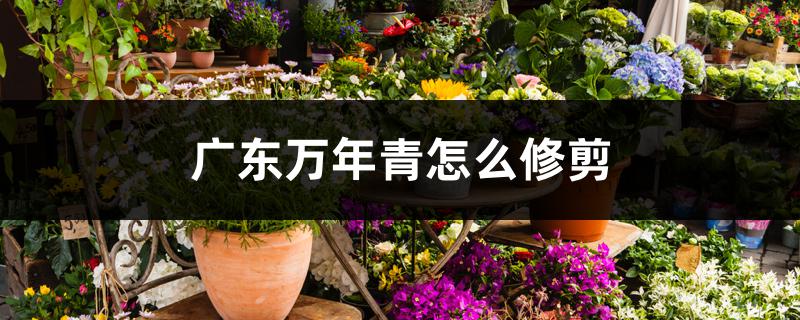 广东万年青怎么修剪,开花一定要剪掉吗 广东万年青怎么修剪,开花一定要剪掉吗