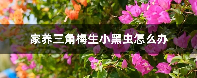 家养三角梅生小黑虫怎么办,常见的病虫害及防治 家养三角梅生小黑虫怎么办,常见的病虫害及防治