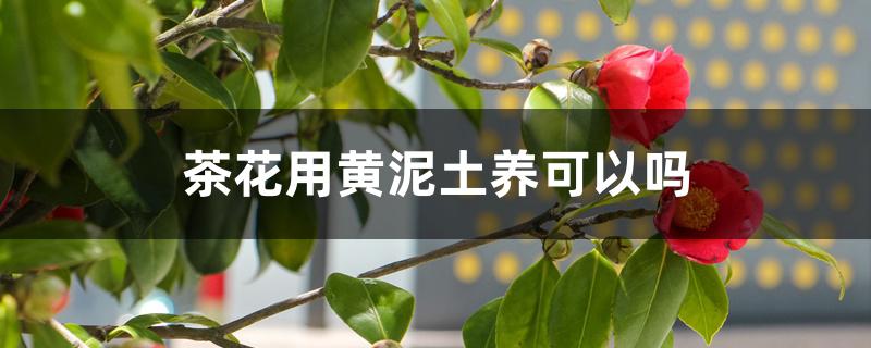 茶花用黄泥土养可以吗,最好的配土方法 茶花用黄泥土养可以吗,最好的配土方法