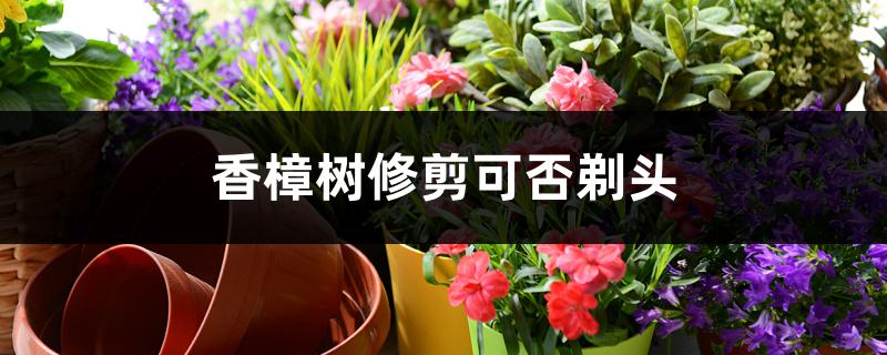 香樟树修剪可否剃头,如何修剪 香樟树修剪可否剃头,如何修剪
