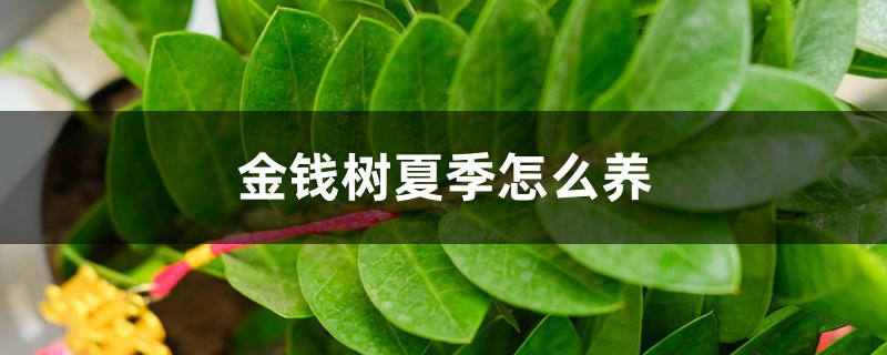 金钱树夏季怎么养,叶子能喷水吗 金钱树夏季怎么养,叶子能喷水吗