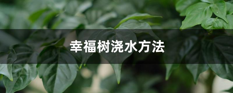 幸福树浇水方法,冬季多久浇水 幸福树浇水方法,冬季多久浇水