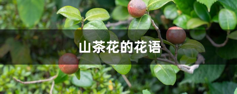 山茶花的花语,白色山茶花的花语是什么 山茶花的花语,白色山茶花的花语是什么