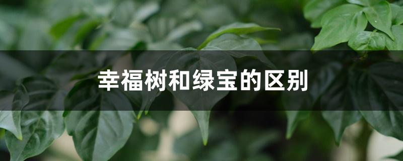 幸福树和绿宝的区别,哪个好养 幸福树和绿宝的区别,哪个好养