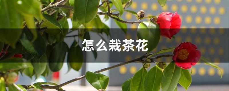 怎么栽茶花,用什么土最好 怎么栽茶花,用什么土最好