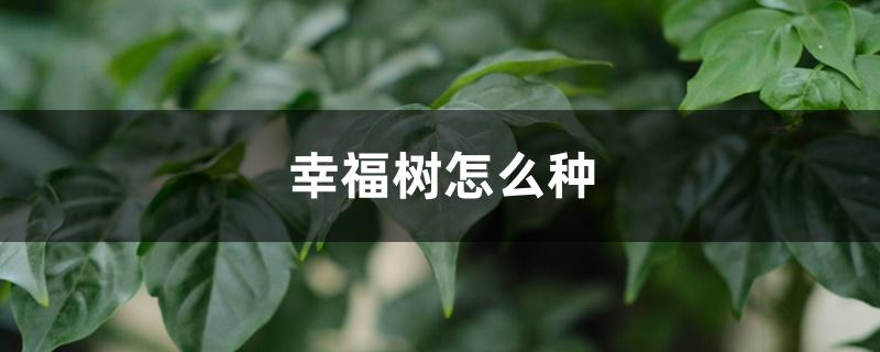 幸福树怎么种,怎么养长得好 幸福树怎么种,怎么养长得好