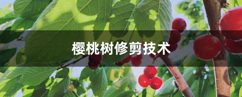 樱桃树修剪技术,几月份剪枝 樱桃树修剪技术,几月份剪枝