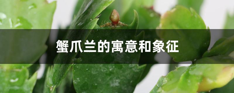 蟹爪兰的寓意和象征,可以送人吗 蟹爪兰的寓意和象征,可以送人吗