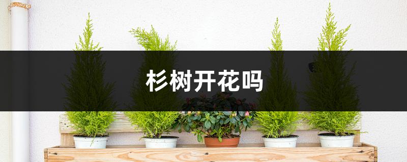 杉树开花吗,怎么养护 杉树开花吗,怎么养护