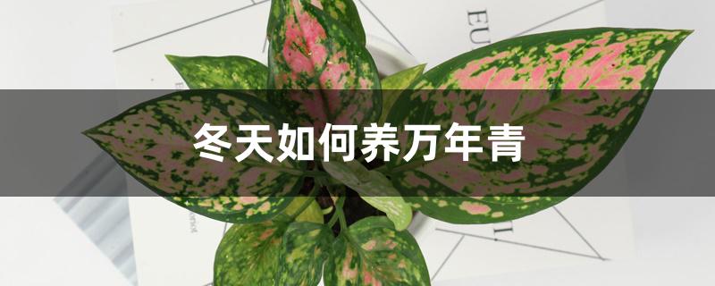 冬天如何养万年青,冬天可以晒太阳吗 冬天如何养万年青,冬天可以晒太阳吗