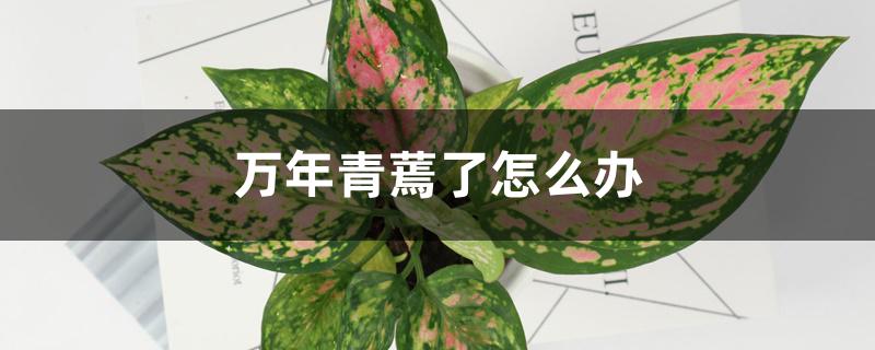 万年青蔫了怎么办,冬天蔫了为什么 万年青蔫了怎么办,冬天蔫了为什么