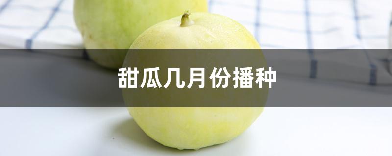 甜瓜几月份播种,怎么种 甜瓜几月份播种,怎么种