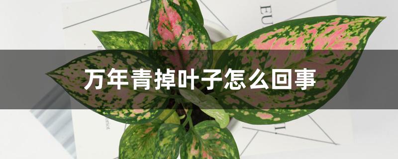 万年青掉叶子怎么回事,叶子开裂是何原因 万年青掉叶子怎么回事,叶子开裂是何原因