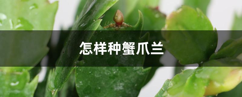 怎样种蟹爪兰,怎么扦插 怎样种蟹爪兰,怎么扦插