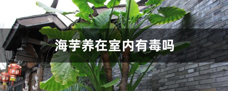 海芋养在室内有毒吗,水培海芋要怎么养 海芋养在室内有毒吗,水培海芋要怎么养