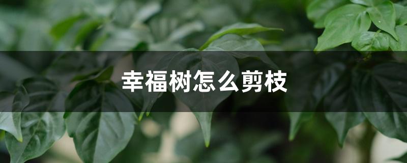 幸福树怎么剪枝,怎么修剪好看 幸福树怎么剪枝,怎么修剪好看
