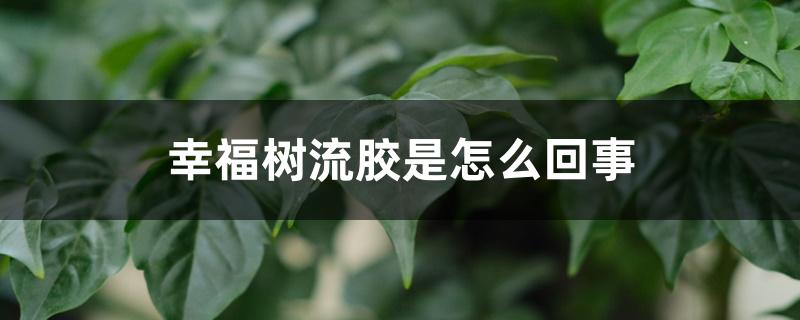 幸福树流胶是怎么回事,怎么预防 幸福树流胶是怎么回事,怎么预防