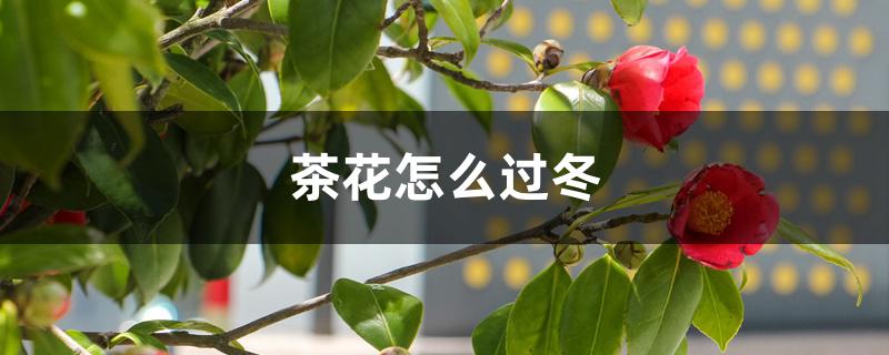 茶花怎么过冬,冬天会冻死吗 茶花怎么过冬,冬天会冻死吗