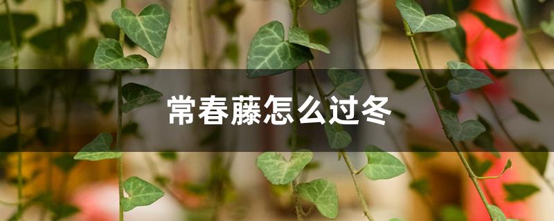 常春藤怎么过冬,适应的最低温度 常春藤怎么过冬,适应的最低温度