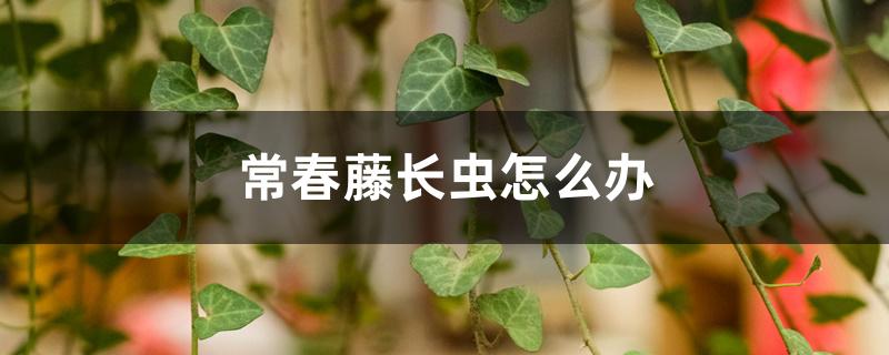 常春藤长虫怎么办,怎么养能爆盆 常春藤长虫怎么办,怎么养能爆盆
