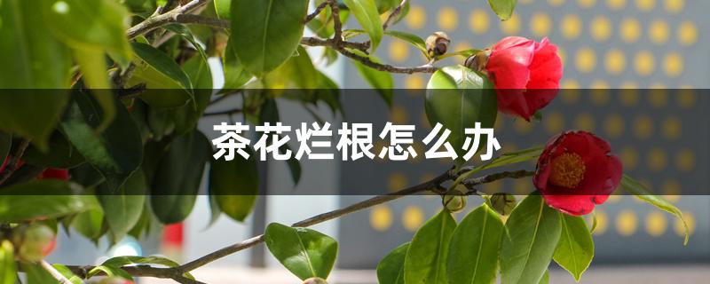 茶花烂根怎么办,为什么烂根 茶花烂根怎么办,为什么烂根