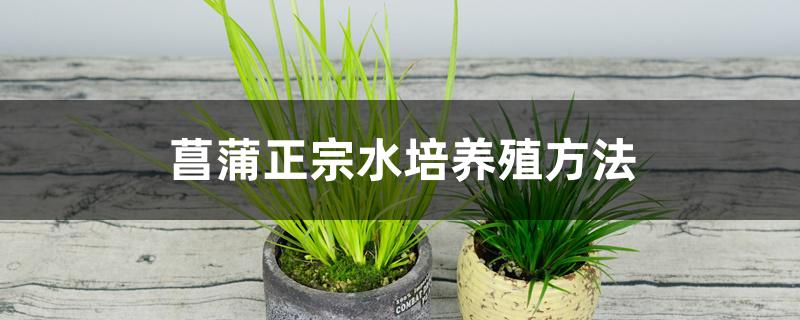 菖蒲正宗水培养殖方法,注意事项 菖蒲正宗水培养殖方法,注意事项