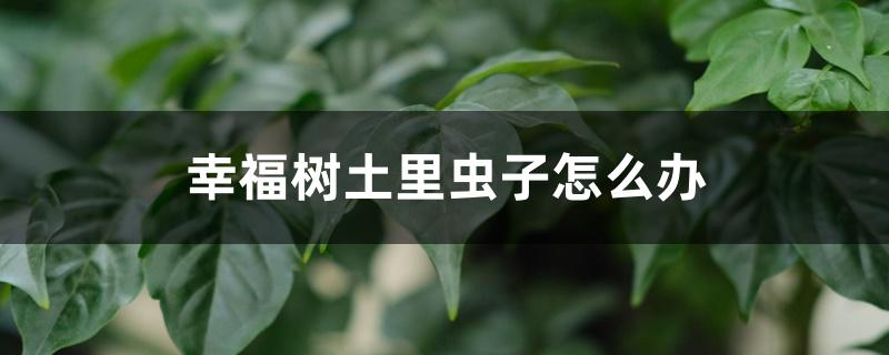 幸福树土里虫子怎么办,叶子长虫了怎么办 幸福树土里虫子怎么办,叶子长虫了怎么办