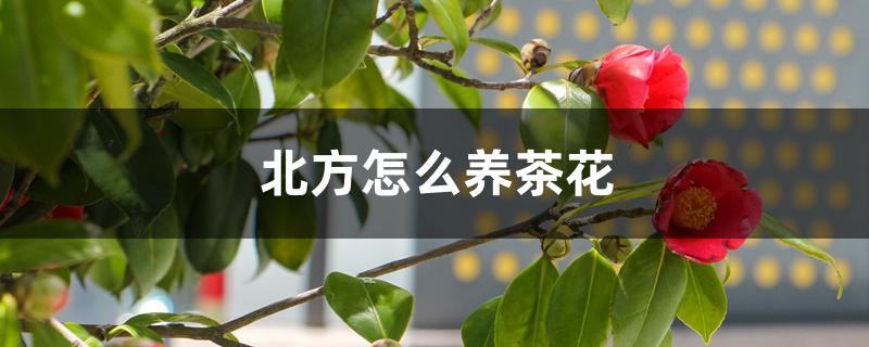 北方怎么养茶花,零下十度会冻死吗 北方怎么养茶花,零下十度会冻死吗