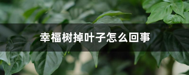 幸福树掉叶子怎么回事，叶子掉光能活吗