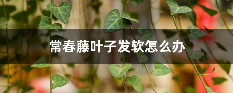 常春藤叶子发软怎么办,新叶发黄后怎么处理 常春藤叶子发软怎么办,新叶发黄后怎么处理