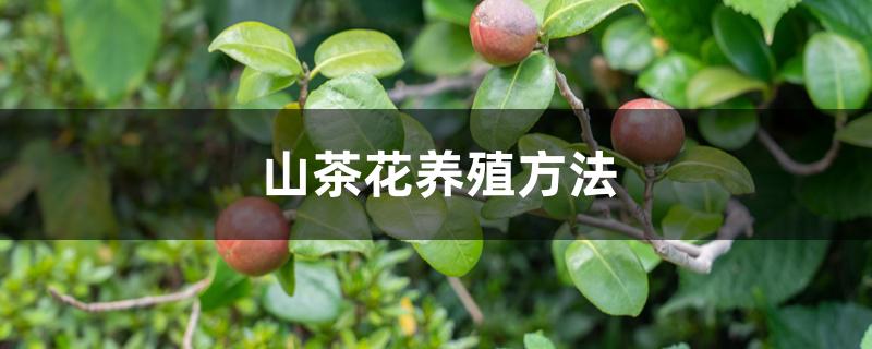 山茶花养殖方法,过冬的方法 山茶花养殖方法,过冬的方法