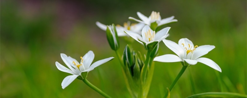 伯利恒之星花语 伯利恒之星花语