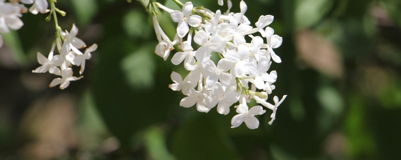 白色丁香花花语是什么 白色丁香花花语是什么