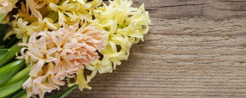 橙色风信子花语 橙色风信子花语
